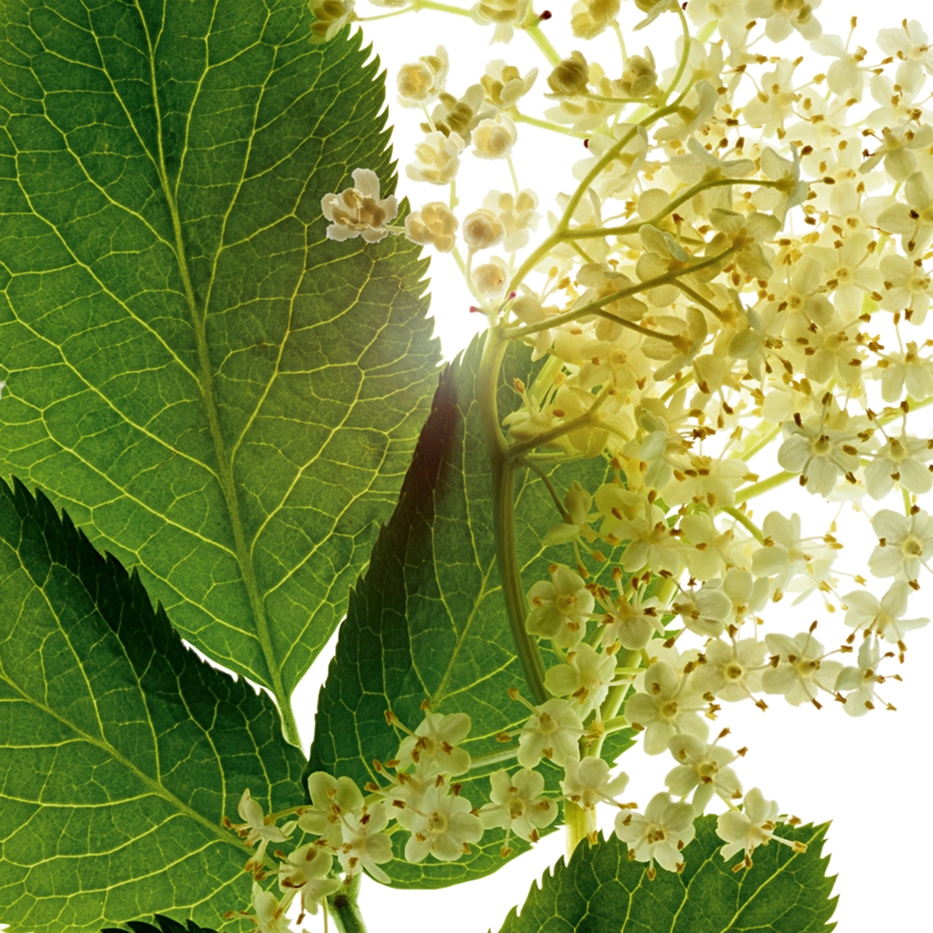 Sambuco-Estratto di sambuco bio-Sambucus nigra flower extract
