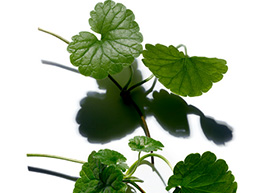 Ingrediente Centella asiatica