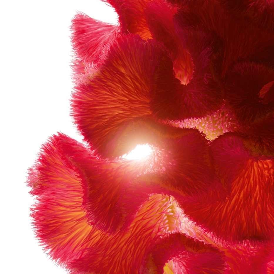 Celosia-Estratto di celosia-Celosia cristata flower extract