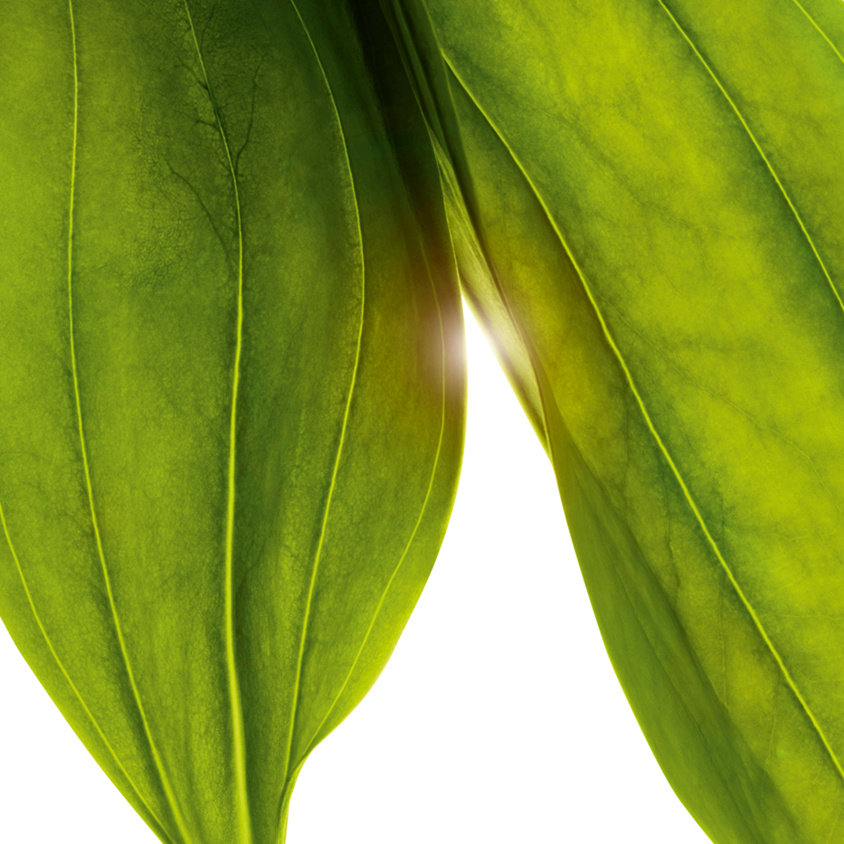 Genziana maggiore-Estratto di genziana maggiore bio-Gentiana lutea extract