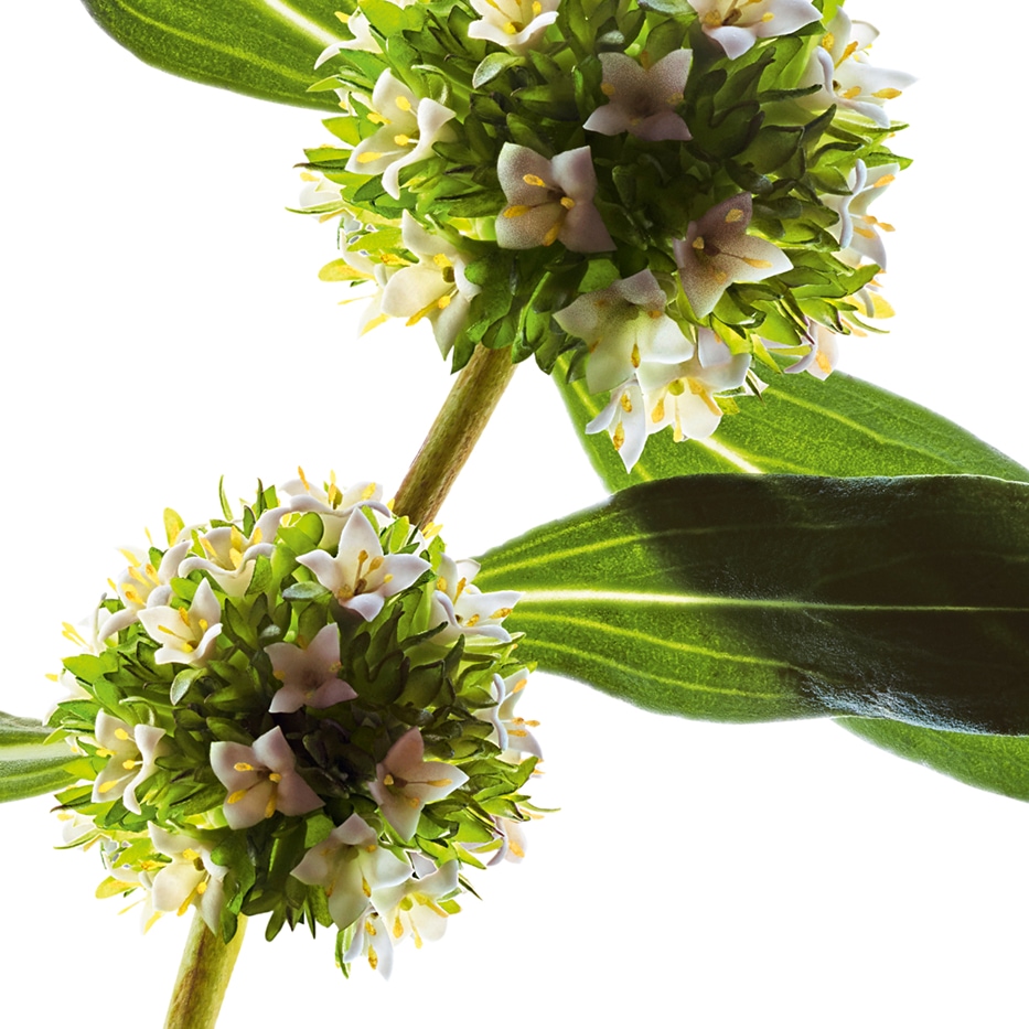 Mitracarpus-Estratto di mitracarpus bio-Mitracarpus scaber extract