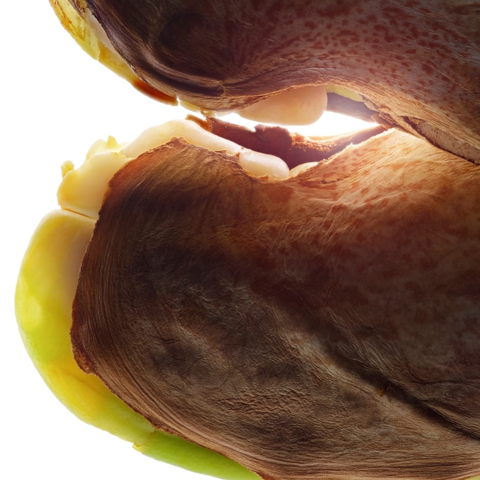 Mango selvaggio-Burro di mango selvaggio-Irvingia gabonensis kernel butter