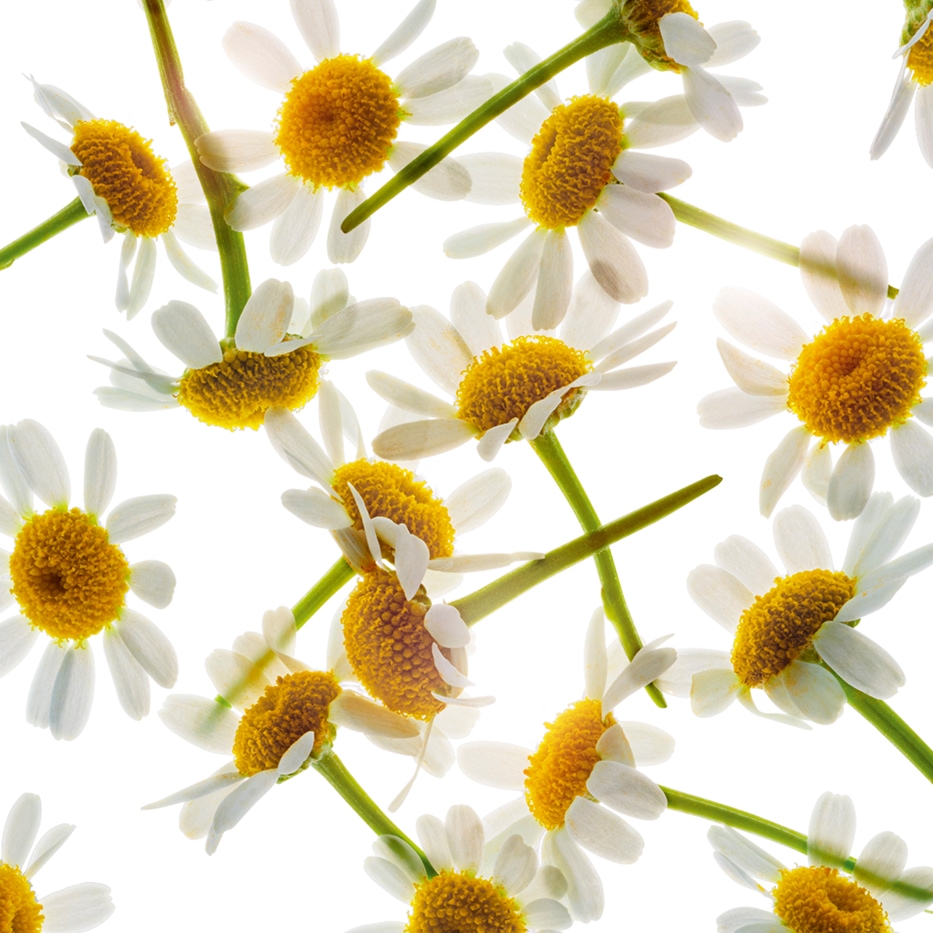 Camomilla romana-Estratto di camomillaromana-Anthemis nobilis flower extract
