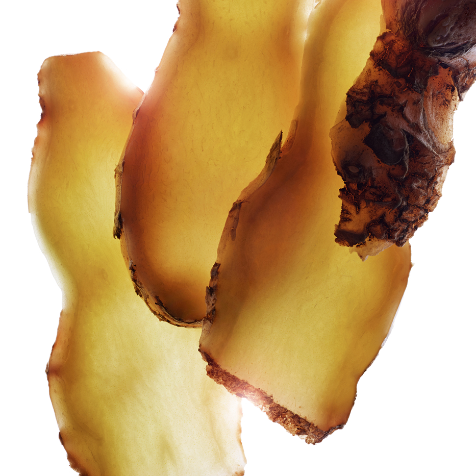 Zenzero zerumbet-Estratto di zenzerozerumbet-Zingiber zerumbet extract