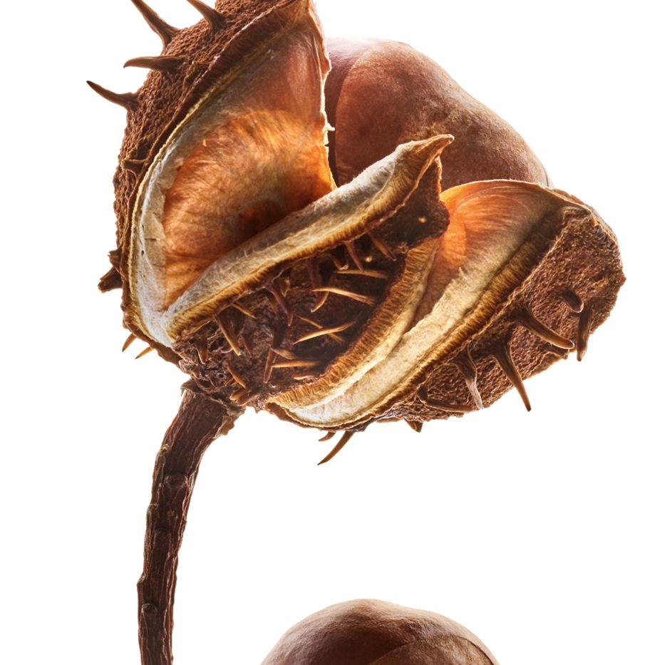 Ippocastano-Escina di castagna d’India-Escin