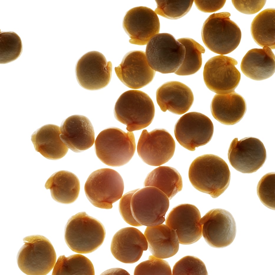 Quinoa-Estratto di quinoa bio-Chenopodium quinoa seed extract