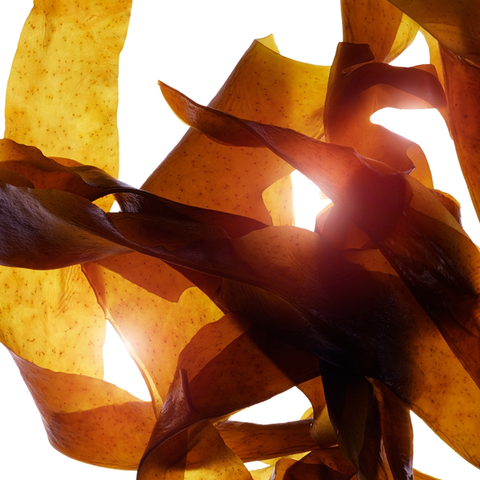 Wakame-Estratto di wakame bio-Undaria pinnatifida extract