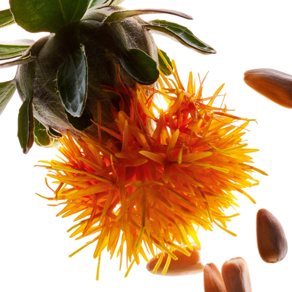 Cartamo-Estratto di cartamo-Carthamus tinctorius (safflower) seedcake extract