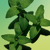 Menta acquatica