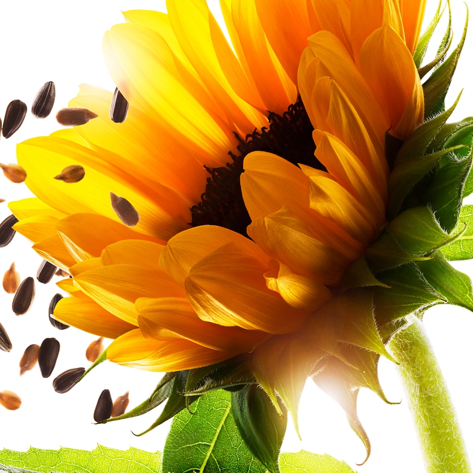 Girasole-Auxine di girasole-Helianthus annuus (sunflower) extract