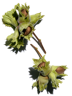 Nocciolo nutriente