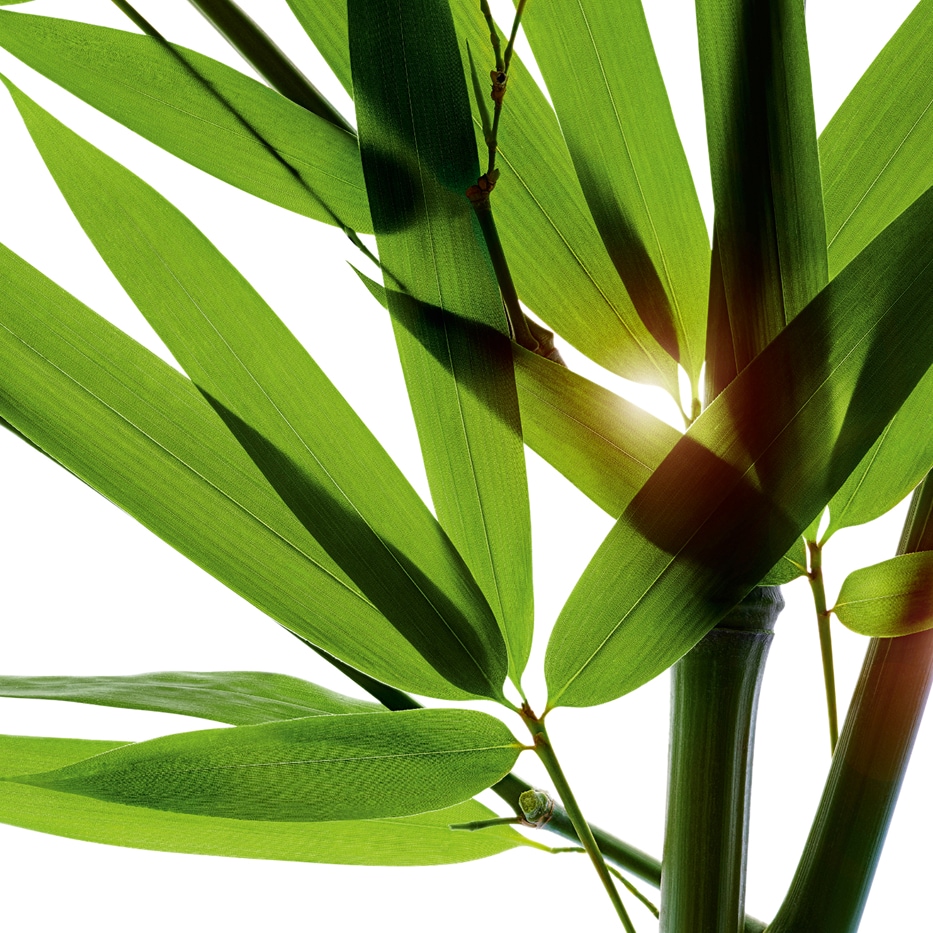 Bambù-Polvere di bambù-Bambusa arundinacea stem extract