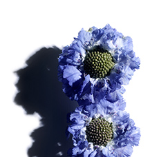 Scabiosa