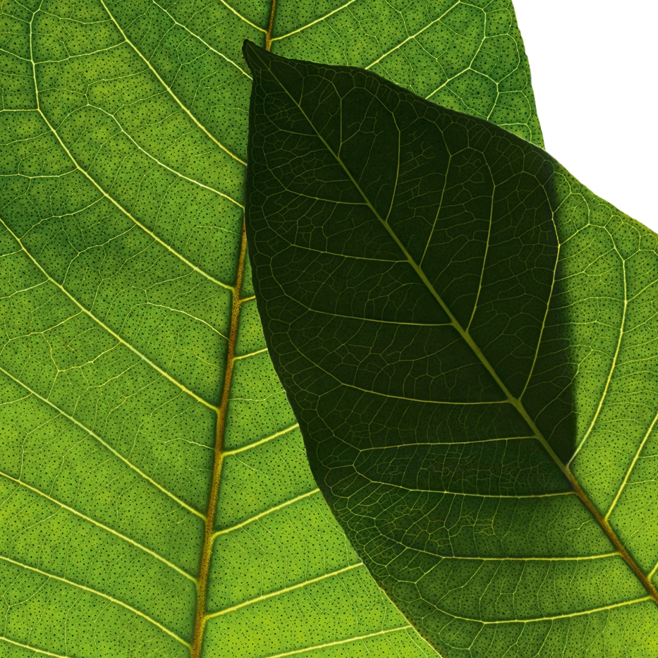 Harungana-Estratto di Harungana bio-Harungana madagascariensis extract