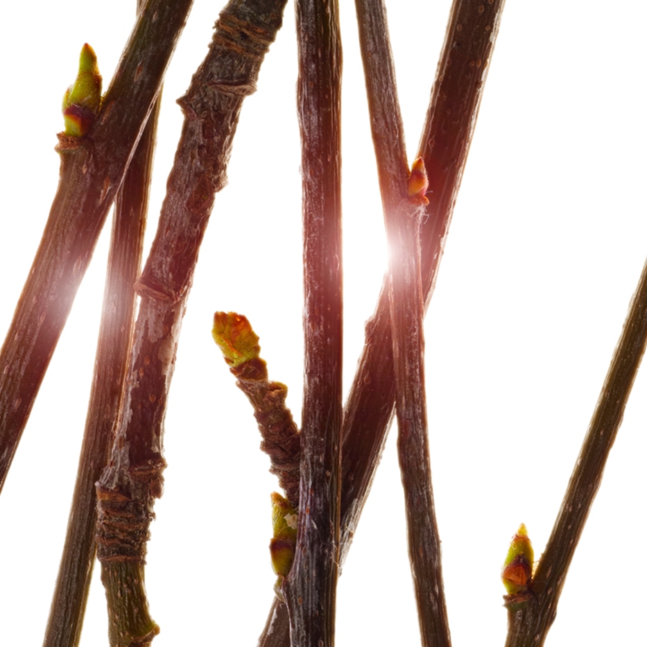 Sorbo-Estratto di germoglio di sorbo bio-Pyrus sorbus bud extract