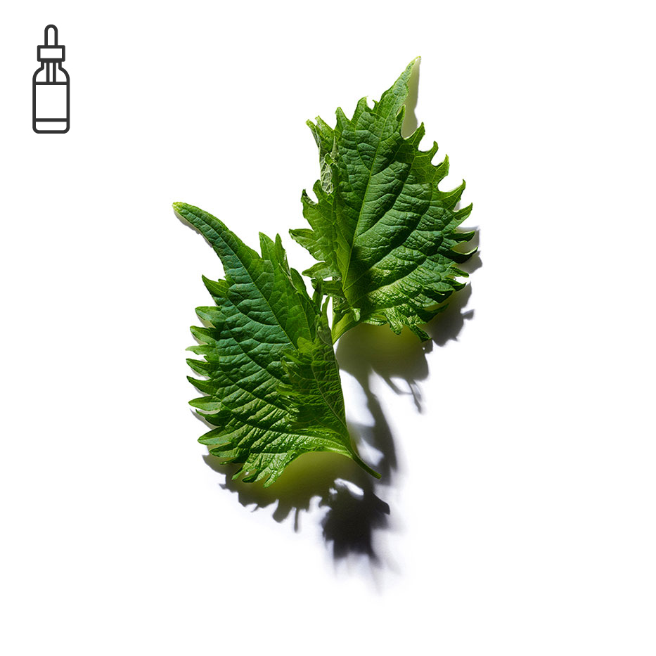 Perilla-Olio di perilla bio-Perilla ocymoides seed oil