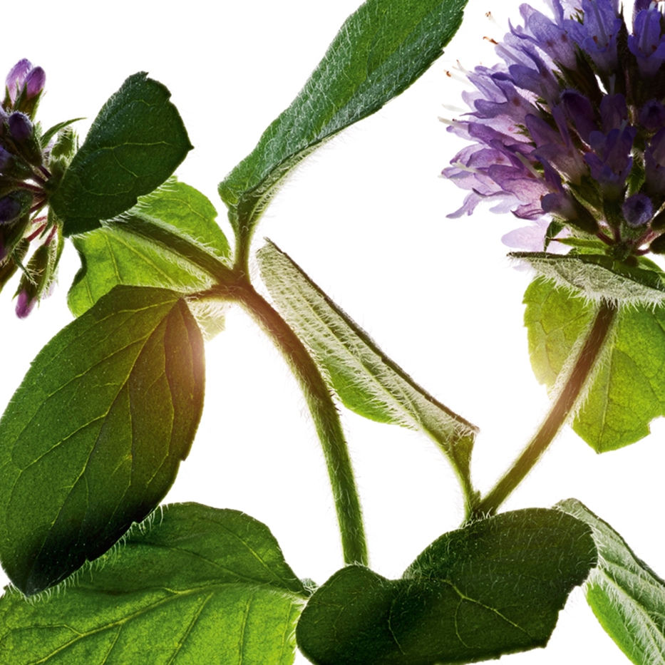 Menta d'acqua-Estratto di mentaacquatica bio-Mentha aquatica leaf extract
