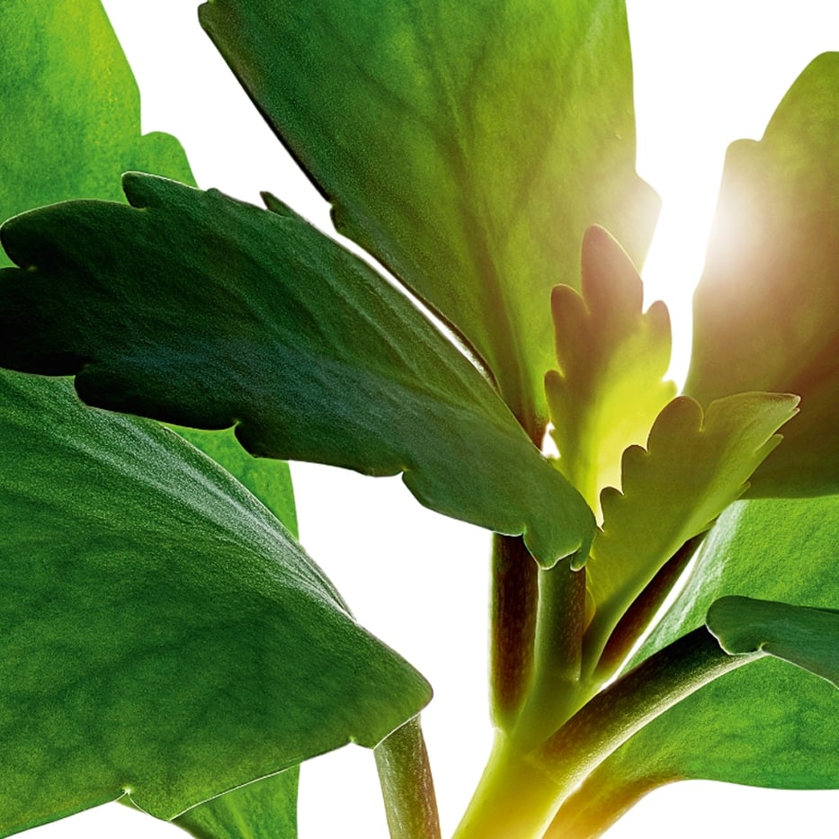 Pianta di Goethe-Estratto di pianta di Goethebio-Kalanchoe pinnata leaf extract