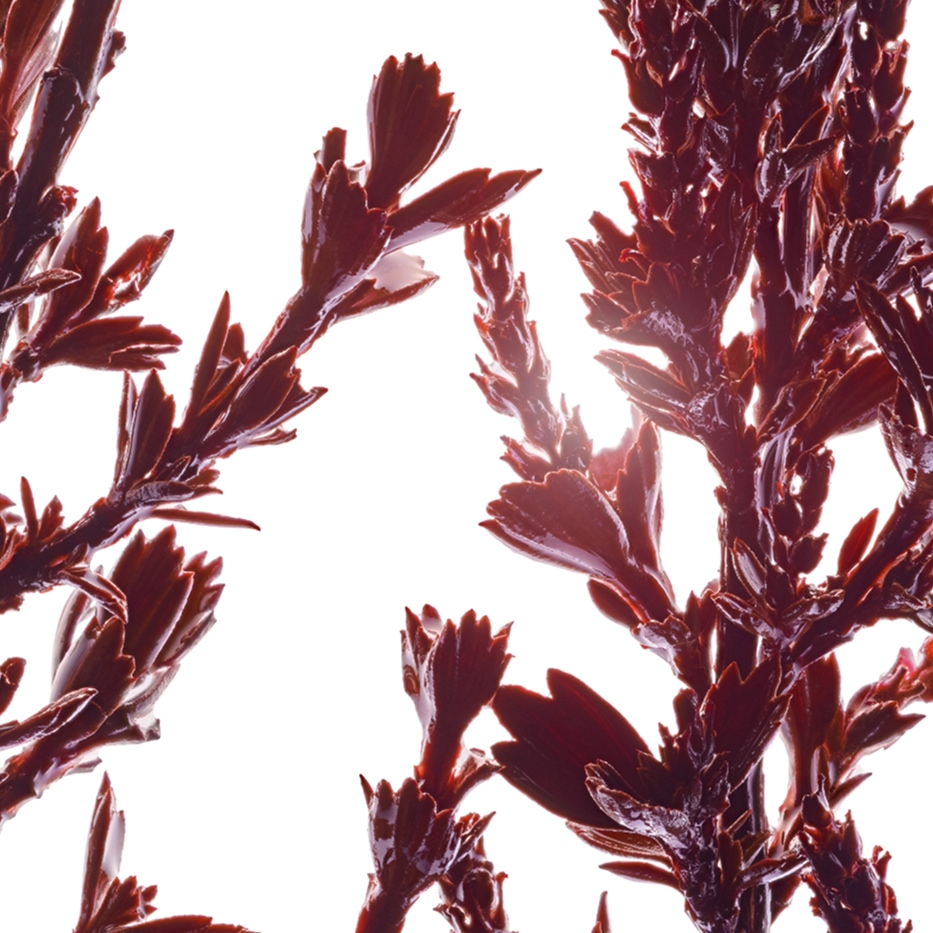 Myrothamnus-Estratto di myrothamnus-Myrothamnus flabellifolia leaf/stem extract