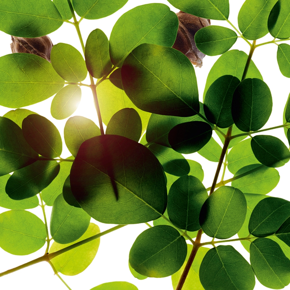 Moringa-Estratto di moringa-Moringa oleifera seed extract