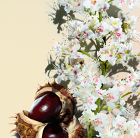 Fiore di ippocastano