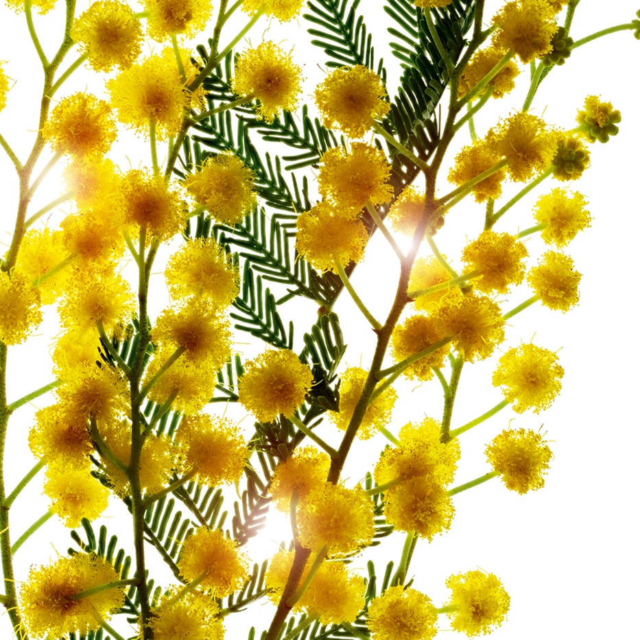 Mimosa tenuiflora-Estratto di mimosa tenuiflora-Sorbic acid