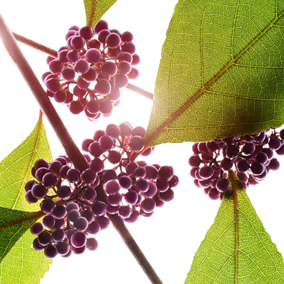 Callicarpa-Estratto di callicarpa-Callicarpa japonica fruit extract
