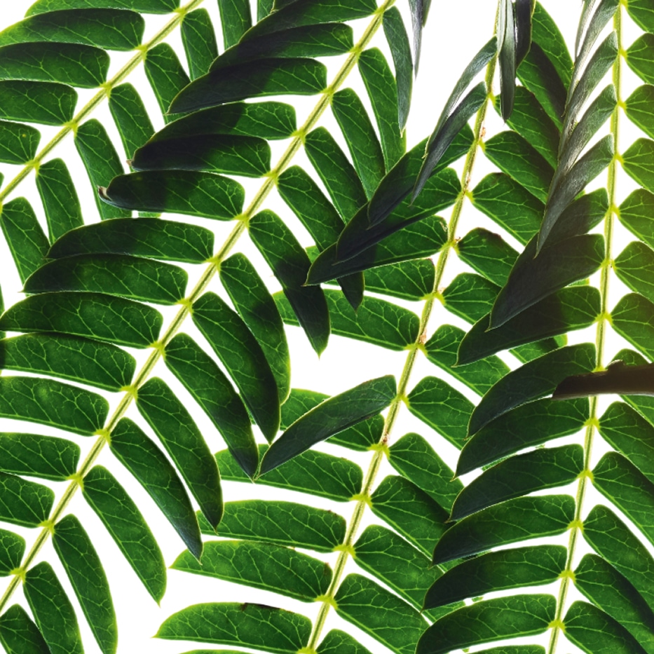 Albizia-Estratto di albizia-Albizia julibrissin bark extract