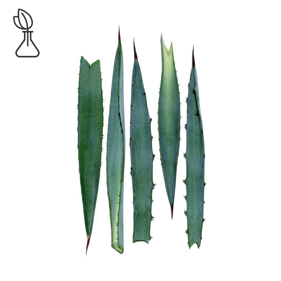 Agave blu-Estratto di agave blu-Agave tequilana leaf extract