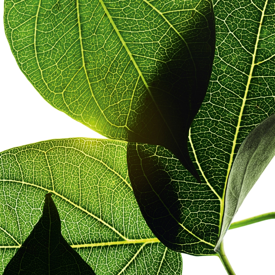 Gymnema-Estratto di gymnema-Gymnema sylvestre leaf extract