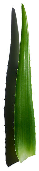Aloe Vera idratante