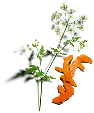 Cerfoglio selvatico and Curcuma