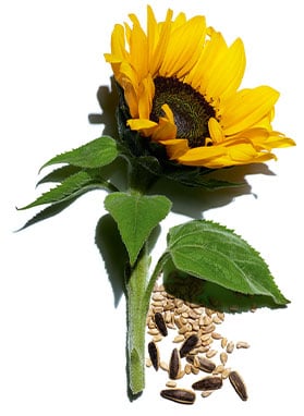 Visuel Tournesol