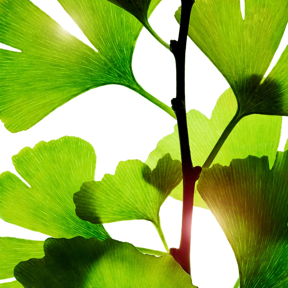 Ginko biloba-Estratto di ginkgo biloba-Ginkgo biloba leaf extract
