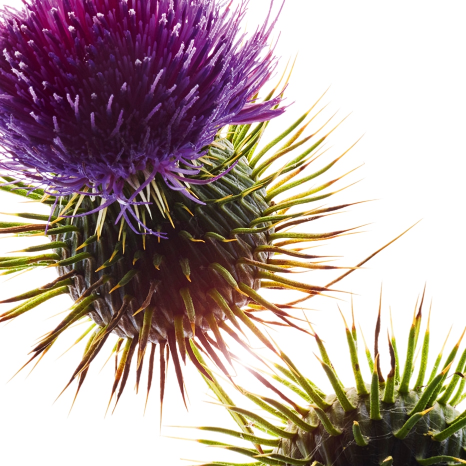 Cardo mariano-Olio di cardo mariano bio-Silybum marianum seed oil