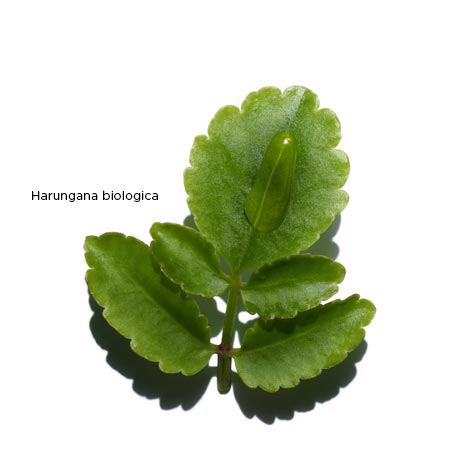 Harungana biologica