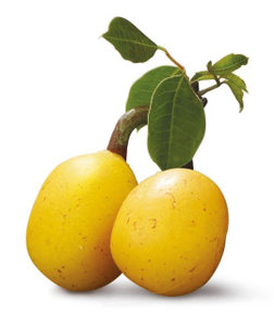 Marula