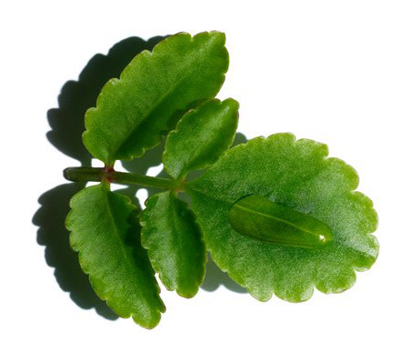 Kalanchoe
