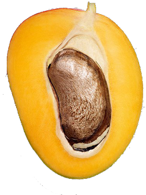 Mango selvatico