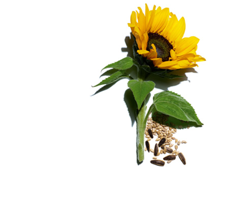 Girasole